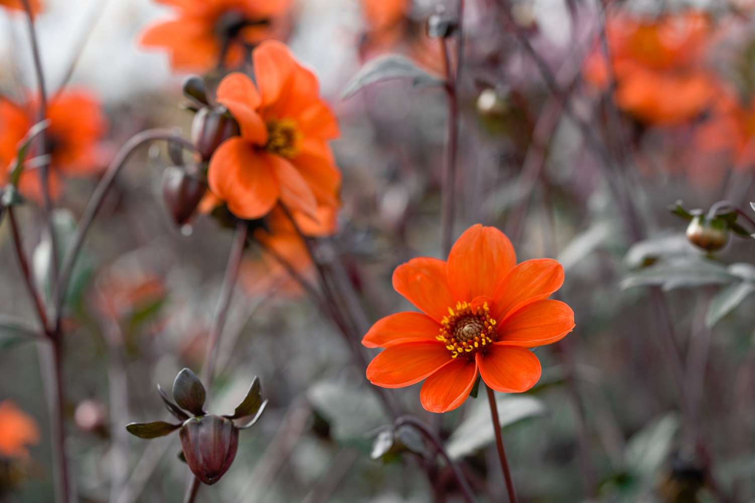 Dahlia 'Bishop of Oxford'